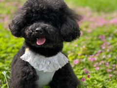 -贡湖湾湿地公园