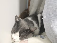 -欣宠猫屋·矮脚拿破仑·蓝金金渐层