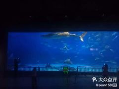 -烟台海昌鲸鲨海洋公园