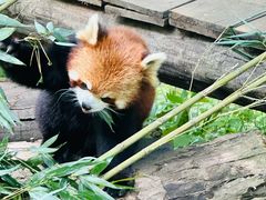 -都江堰中华大熊猫苑