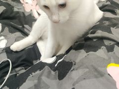 -爱佳宠物中心医院24H·CT·骨外科·猫专科(瑶海万达店)