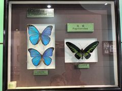 -上海昆虫博物馆