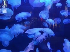 -太平洋海底世界