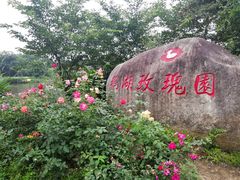 -鹅湖玫瑰文化园