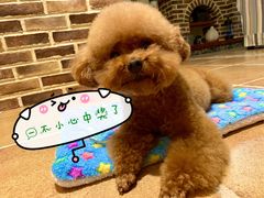 -宠小格时尚宠物生活馆(唐镇店)