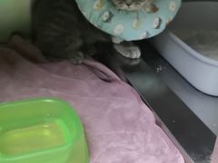 -动物缘宠物医院·骨科·猫科(西二环店)