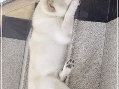 -喜柴咖啡·柴犬狗咖
