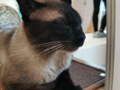 -飞行喵MR PILOT|猫舍·猫咖(静安大融城店)