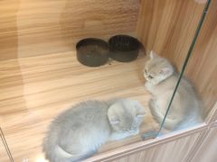 -猫十亿·布偶金渐层·曼基康矮脚猫舍(青年路店)
