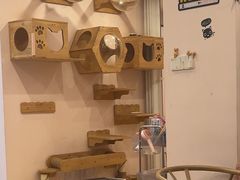 -猫咪派对(江南西店)