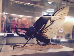 -墨尔本博物馆(Melbourne Museum)