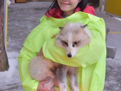 -宫城藏王狐狸村