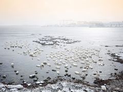 -烟墩角天鹅湖