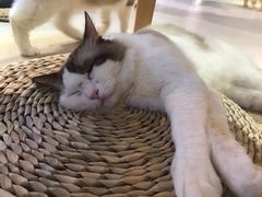 -Heymao猫咖.咖啡厅(东门店)
