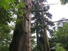 -天目山大树王景区