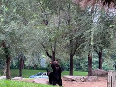 -北京野生动物园