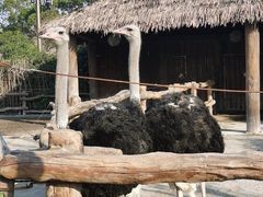-上海野生动物园