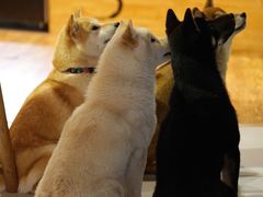 -柴务处·柴犬主题狗咖