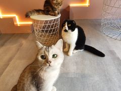 -猫儿山۰猫主题餐厅