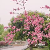 在西湖文化广场邂逅一抹粉红菊花桃，桃花依旧笑春风😄