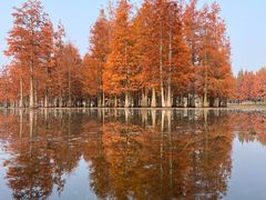 -白鹭湾湿地公园