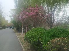 -桃花堤公园