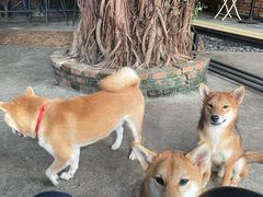 -柴犬高等学院·狗咖·柴犬售卖·宠物训练