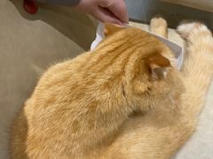 -藏猫猫咖啡主题馆(中央大道店)