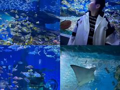 -海合安武汉极地海洋公园