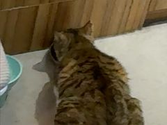 -御宝贝·A梦猫科宠物医院(国际猫友好医院)