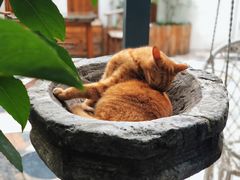 -喵屿·大理花园猫咖