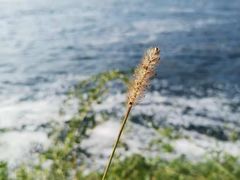 -莱茵瀑布