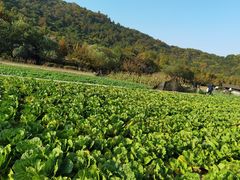 -八卦田遗址公园