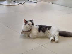 -怪兽屋·羊驼·猫咖·狗咖(俊华广场店)