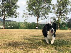 -良成狗狗乐园
