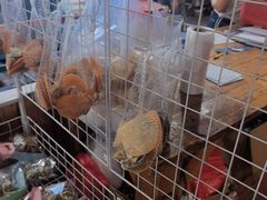 -蓝湾碧波·老字号·疍家非遗海上餐厅