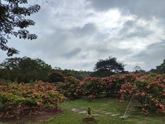 -中国科学院西双版纳热带植物园