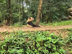 -中国大熊猫保护研究中心雅安碧峰峡基地