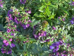 -云阿蛮云南生烫牛肉米线(奉贤路店)