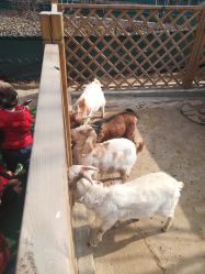 -萌宠亲子动物乐园(槐房万达店)