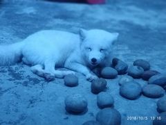 -芜湖新华联大白鲸海洋公园