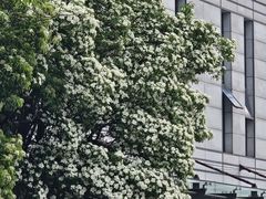 -绮园景区