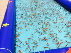 -碧海金沙
