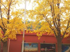 -三里屯东五街银杏大道