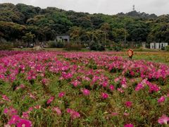 -清溪森林公园