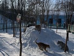 -横道河子东北虎林园