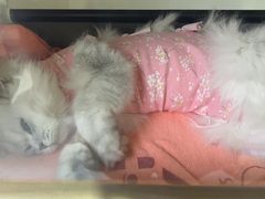 -谐和益家动物医院·免疫绝育·血液透析·宠保定点医院(高新伊藤分院)