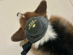 -中国农业大学动物医院