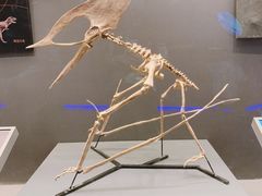 -贝林大翅鲸简餐厅(国家海洋博物馆店)