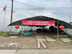 -喜杨洋草莓采摘园